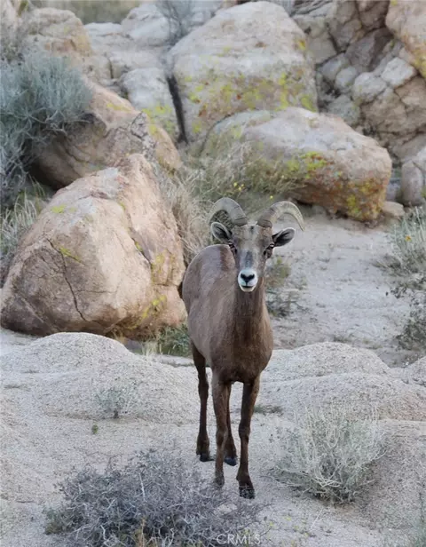 Other - 66075 Foothill, Joshua Tree, CA 92252 photo 17 of 19