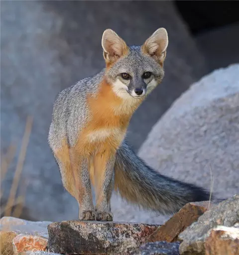 Other - 66075 Foothill, Joshua Tree, CA 92252 photo 13 of 19