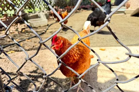 Other - 3149 Old Post Rd, Fallbrook, CA 92028 photo 12 of 12