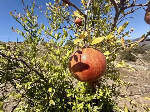 Hawks View Way, Fallbrook, CA 92028 photo 29