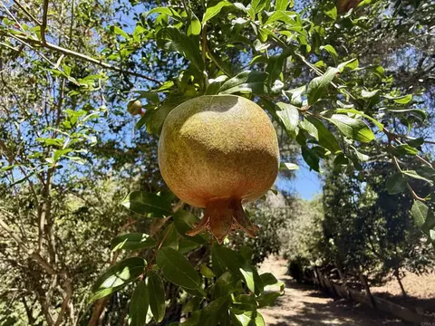 764 Old Highway 395, Fallbrook, CA 92028 photo 34