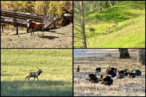 Other - 76450 Deer Pass Rd, Bradley, CA 93426 photo 10 of 17