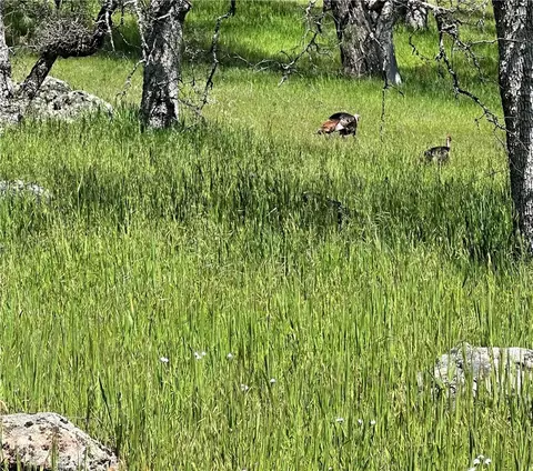 18461 Old Wards Ferry Rd, Sonora, CA 95370 photo 11