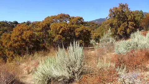 37245 Old Forest Rd, Anza, CA 92539 photo 26