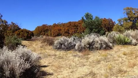 37245 Old Forest Rd, Anza, CA 92539 photo 15