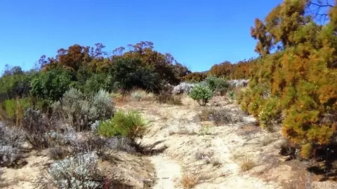 37245 Old Forest Rd, Anza, CA 92539 photo 14