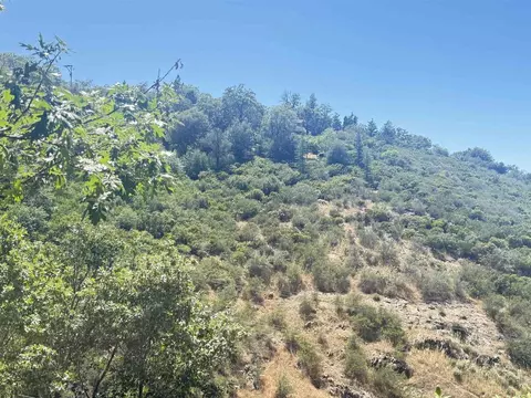 Azalea, Julian, CA 92036