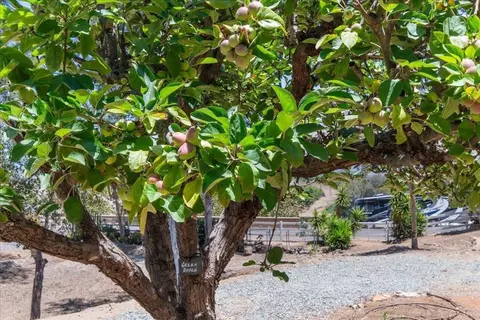Other - 1238 Cedar St, Ramona, CA 92065 photo 10 of 19