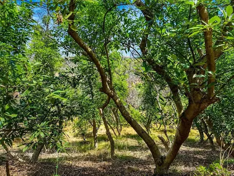Exterior - 2339 Green Valley Rd, Fallbrook, CA 92028 photo 7 of 8
