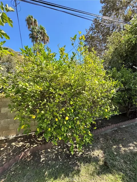 Exterior - 517 Lemon, Redlands, CA 92374 photo 10 of 11