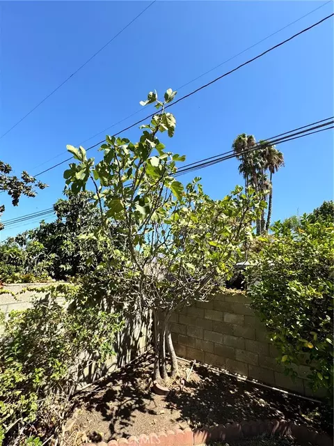 Exterior - 517 Lemon, Redlands, CA 92374 photo 9 of 11