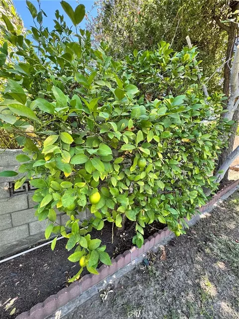 Exterior - 517 Lemon, Redlands, CA 92374 photo 11 of 11