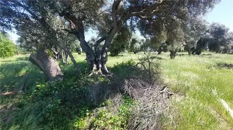 2915 S 99w, Corning, CA 96021 photo 23