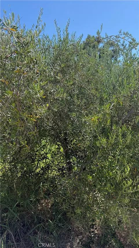 0 Mary, Corning, CA 96021 photo 20