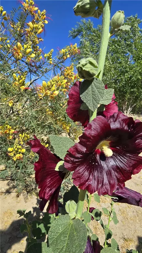 Other - 40954 168th E, Lancaster, CA 93535 photo 6 of 7