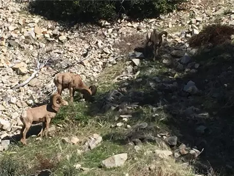 Other - 9112 Torrey Pines Rd, Forest Falls, CA 92339 photo 21 of 23