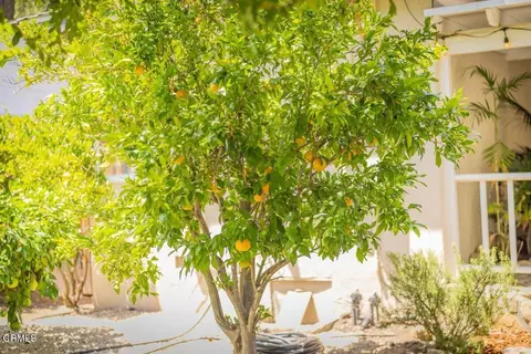 Exterior - 919 E Matilija St, Ojai, CA 93023 photo 24 of 26