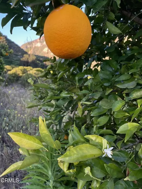 Other - 2500 E Guiberson Rd, Fillmore, CA 93015 photo 10 of 14