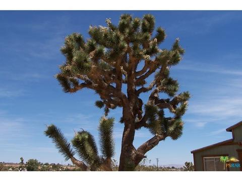 1621 Jemez Trl, Yucca Valley, CA 92284 photo 19