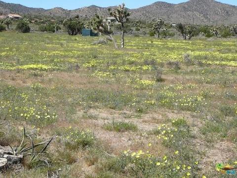9010 Balsa Ave, Yucca Valley, CA 92284 photo 11