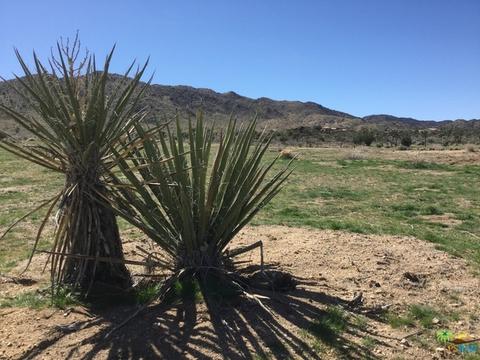 9010 Balsa Ave, Yucca Valley, CA 92284 photo 19