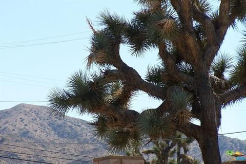8055 Aster Ave, Yucca Valley, CA 92284 photo 34