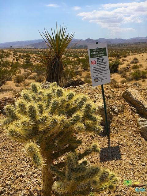6310 Olympic Rd, Joshua Tree, CA 92252 photo 5