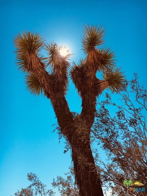 6310 Olympic Rd, Joshua Tree, CA 92252 photo 4