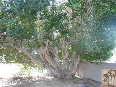 43190 Kenya Dr, Indio, CA 92201 photo 11