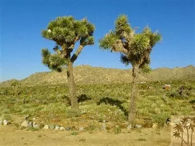 8140 Paradise Vw, Yucca Valley, CA 92284 photo 20