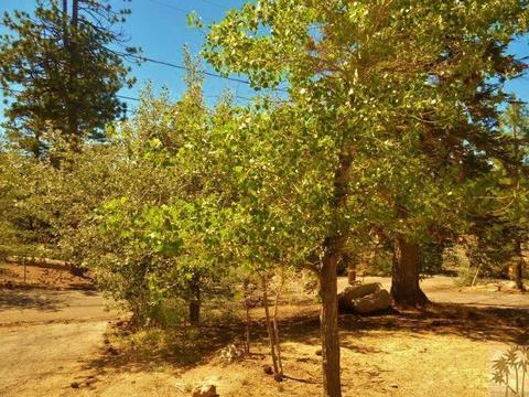 809 Talmadge Rd, Big Bear Lake, CA 92315 photo 6