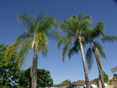 320 E Duarte Rd, Arcadia, CA 91006 photo 7