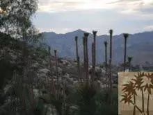 50130 Cedar Dr, Morongo Valley, CA 92256 photo 4
