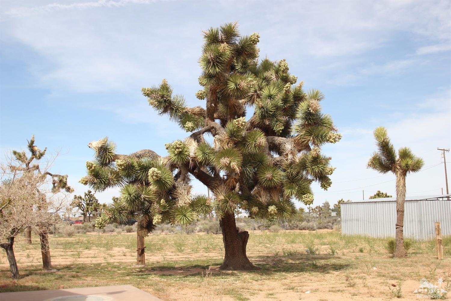 56674 Aberdeen Dr, Yucca Valley, CA 92284 photo 6