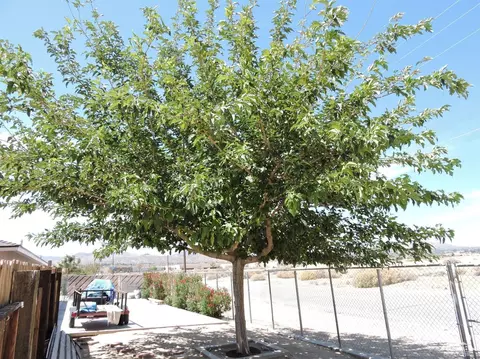 58134 Spring Dr, Yucca Valley, CA 92284 photo 27