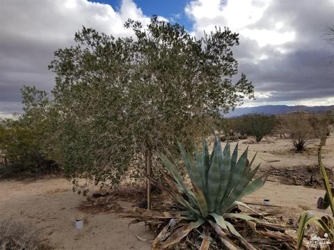 974 Sunfair Rd, Joshua Tree, CA 92252 photo 14