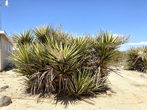 55150 Gleason Rd, Landers, CA 92285 photo 15