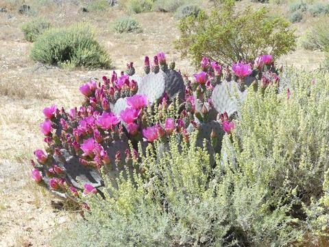 1020 Balsa Ave, Yucca Valley, CA 92284 photo 23