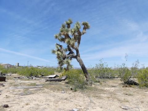1020 Balsa Ave, Yucca Valley, CA 92284 photo 22