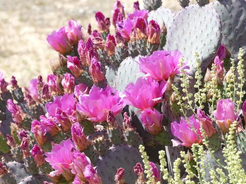 1020 Balsa Ave, Yucca Valley, CA 92284 photo 27