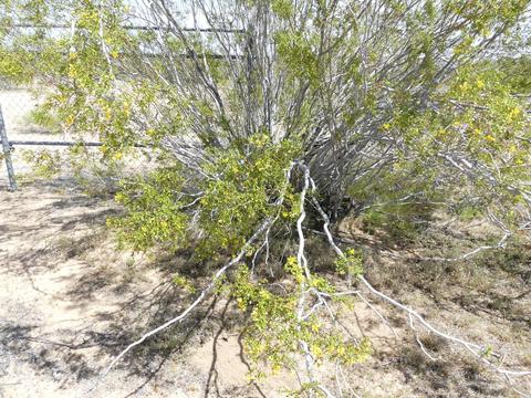 1020 Balsa Ave, Yucca Valley, CA 92284 photo 24