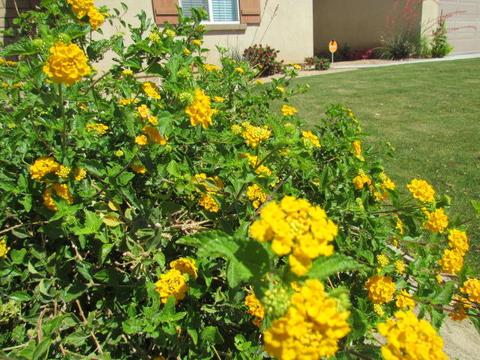 83700 Olympus Dr, Indio, CA 92203 photo 85