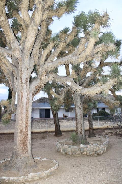 56865 Ivanhoe Dr, Yucca Valley, CA 92284 photo 15