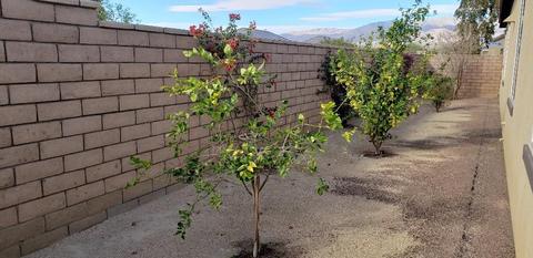 85583 Treviso Dr, Indio, CA 92203 photo 14