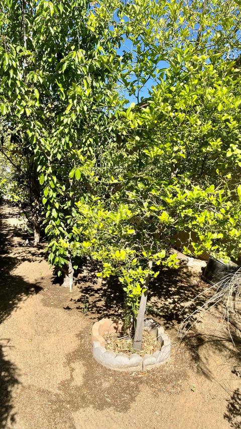 7463 Dumosa Ave, Yucca Valley, CA 92284 photo 39