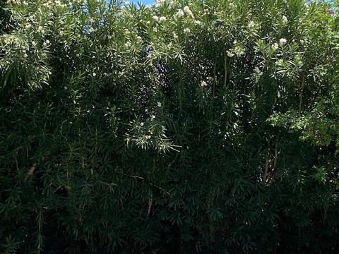 47601 Manteca Ct, Indio, CA 92201 photo 22