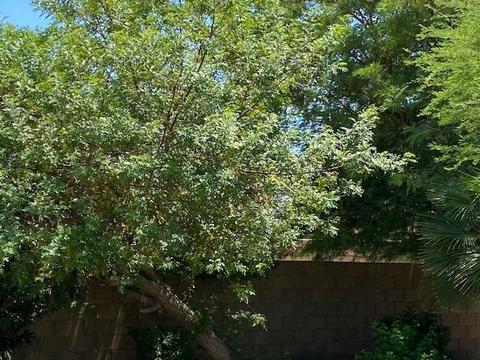 47601 Manteca Ct, Indio, CA 92201 photo 23