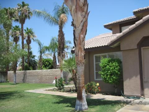 47660 Crocus Pl, Indio, CA 92201 photo 6