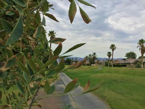 49886 Wayne St, Indio, CA 92201 photo 22