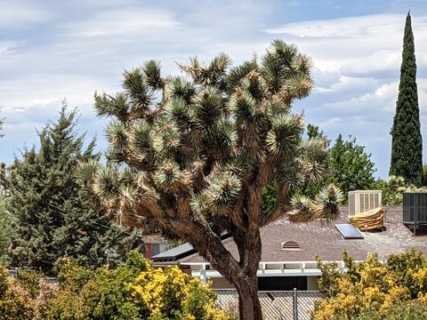 56761 Bonanza Dr, Yucca Valley, CA 92284 photo 63